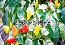 观赏辣椒树的种植多久？