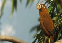 画眉鸟爱吃哪些水果 画眉鸟有什么生活习性