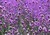 马鞭草种子价格及种植方法 马鞭草的繁殖多久？