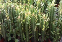 龙骨花有毒吗？