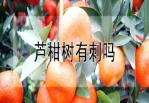 芦柑树有刺吗？