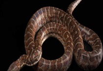 成年蟒蛇有哪些天敌 附蟒蛇的生活习性