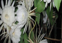 昙花跟火龙果花有什么不同 从科属、枝、外形上区分