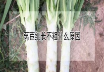莴苣细长不粗什么原因？