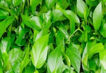 常见的有毒植物有哪些 解毒方法是什么？