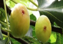 无花果产地主要在哪个省 附生长环境和外观介绍