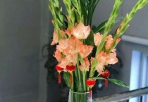 剑兰插瓶要去掉叶子吗？