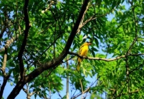 黄玻璃树叶食用多久？