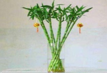 龙竹一般几根好