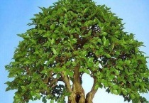 摇钱树怎么养才茂盛