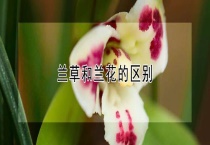 兰草和兰花的区别？