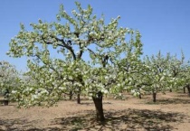 李树花期用什么药