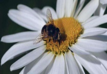 阿坝中蜂蜂王哪里有卖 附价格和择王标准