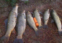 大鱼为什么不进鱼笼