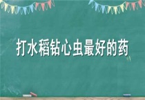 打水稻钻心虫最好的药