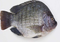 罗非鱼的生活习性及特点 罗非鱼耐低氧性强