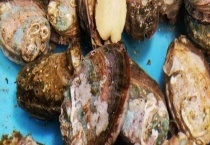 鲍鱼的养殖方式优劣比较 附工厂化养鲍鱼适宜地区