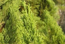 百香籽是什么树的种子