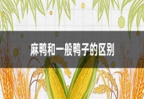 麻鸭和一般鸭子的区别？