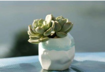 多肉冻伤化水怎么办？