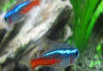 红绿灯鱼吃什么食物？寿命是多长 该怎么养殖