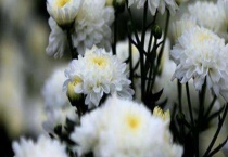 贡菊和菊花的区别？