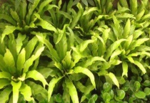 鸟巢植物怎么养