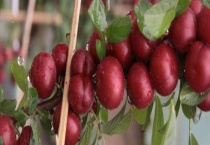 钙果树结果需要几年 附钙果树的生长习性