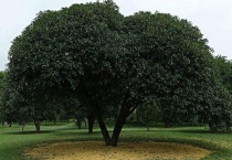 桂花树新芽尖枯萎原因？