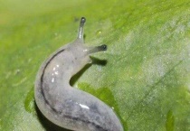 无壳蜗牛是从哪来的