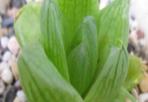 京之华是不是玉露