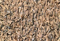 稻壳不发酵能拌土吗？