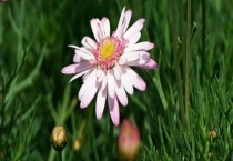 玛格丽特的繁殖方式 附玛格丽特的特征