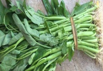 空心菜的种植多久？