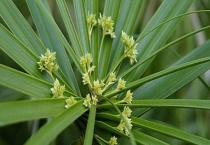 水竹养在家里有害吗？