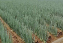 大葱的种植时间 大葱的种植多久？