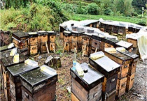 新买的蜂箱怎么诱蜂 详细如下