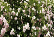 蔷薇花什么时候种？附繁殖多久？