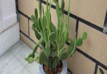 黄毛掌的刺有毒吗？