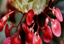 四季海棠叶子变软原因？