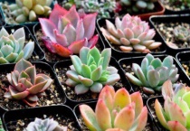 多肉换盆带原土的换法