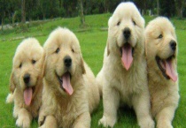 金毛犬寿命是多少年 如何饲养