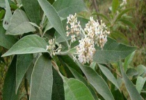 密蒙花有毒吗？