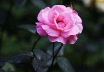 北方月季移栽最佳时间