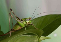 土蚂蚱吃什么食物