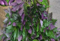 血皮菜是不是苋菜 两者有什么区别？？