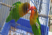 牡丹鹦鹉繁殖方法 一般在8 10月龄配对