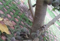 牛奶树与野无花果区别？