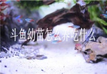 斗鱼幼苗怎么养吃什么？
