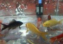 鱼跳水的原因是什么？